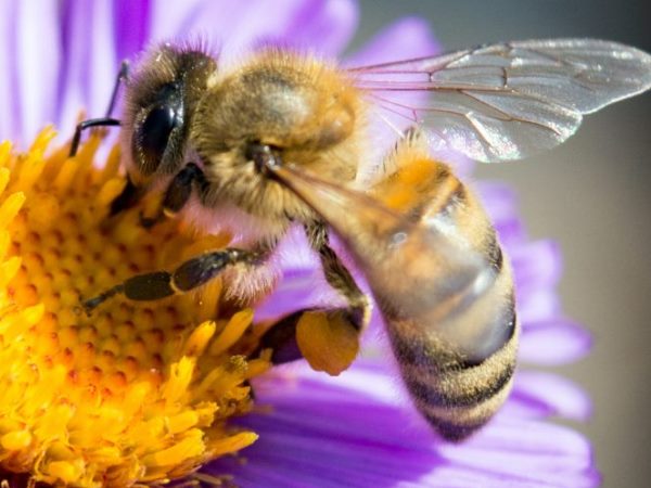 Nằm mơ thấy ong mật đánh con gì dễ trúng nhất