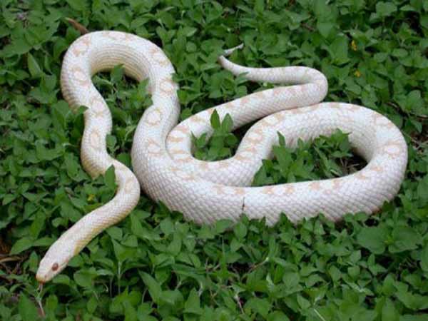 Ngủ mơ thấy rắn trắng có điềm báo gì không?