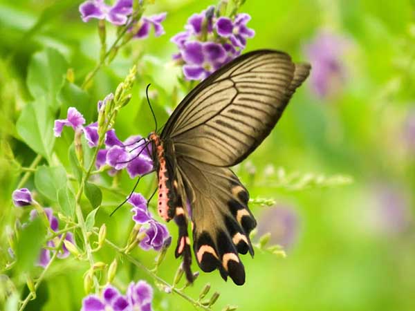 Mơ thấy bướm đánh con gì phát lộc? Ý nghĩa của giấc mơ?