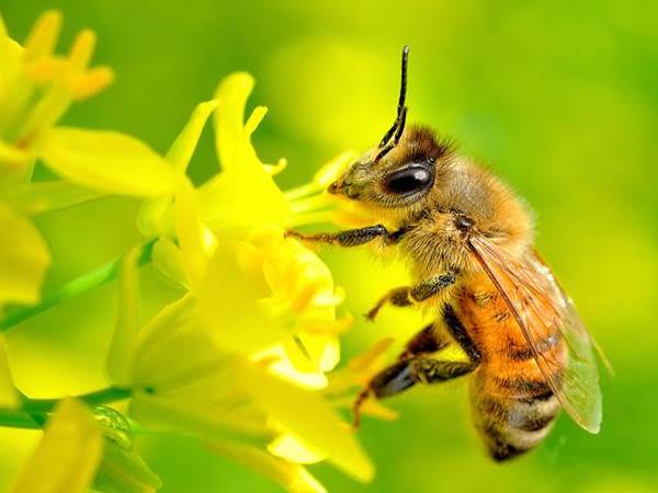 Con ong số mấy? Điềm báo giấc mơ thấy con ong?