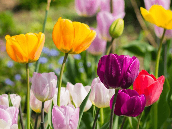Giải mã ý  nghĩa giấc mơ thấy hoa tulip