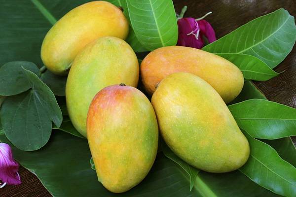 Mơ thấy quả xoài tượng trưng cho cơ hội hay cảnh báo?