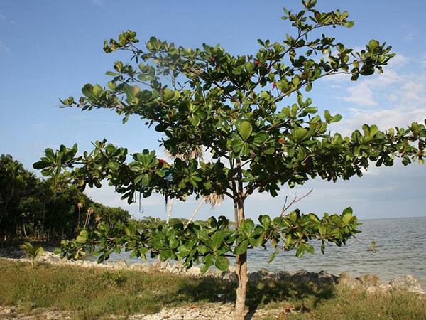 Ngủ mơ thấy cây bàng mang thông điệp gì?