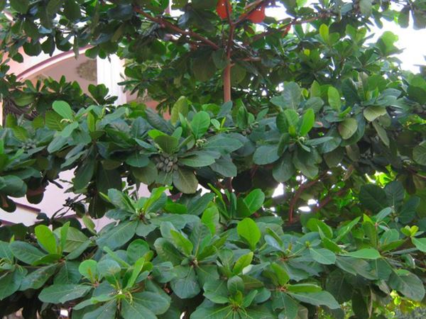 Ngủ mơ thấy cây bàng mang thông điệp gì?