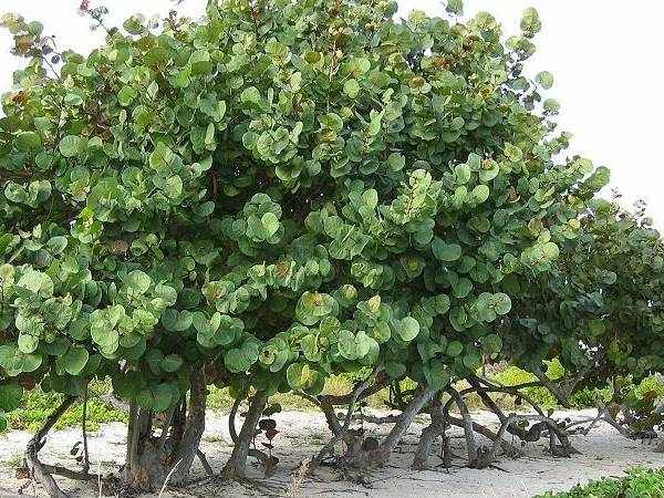 Ngủ mơ thấy cây bàng mang thông điệp gì?