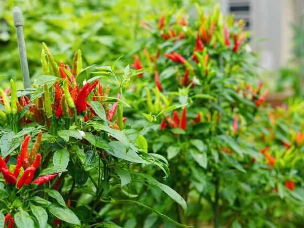 Giải mộng ý nghĩa giấc mơ thấy cây ớt chuẩn tâm linh