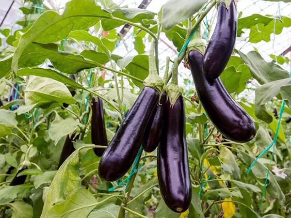 Ngủ mơ thấy quả cà tím nhắc nhở điềm báo gì?