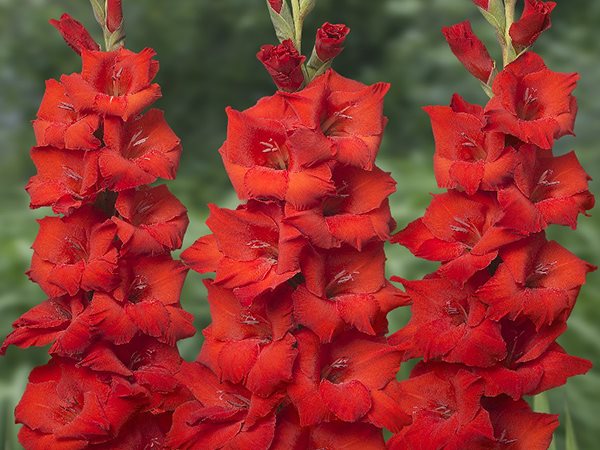 Nằm mơ thấy hoa lay ơn báo hiệu tài lộc sắp đến?