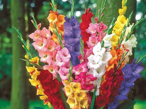 Nằm mơ thấy hoa lay ơn báo hiệu tài lộc sắp đến?