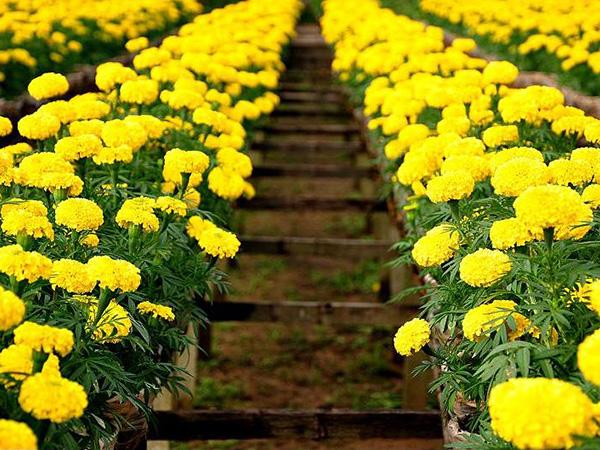Giải mã chi tiết nằm mơ thấy hoa cúc là lanh hay dữ?