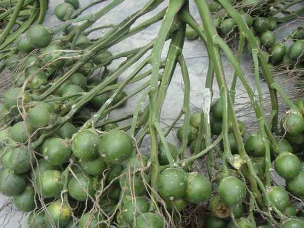 Mơ thấy người khác cho mình quả cau xanh