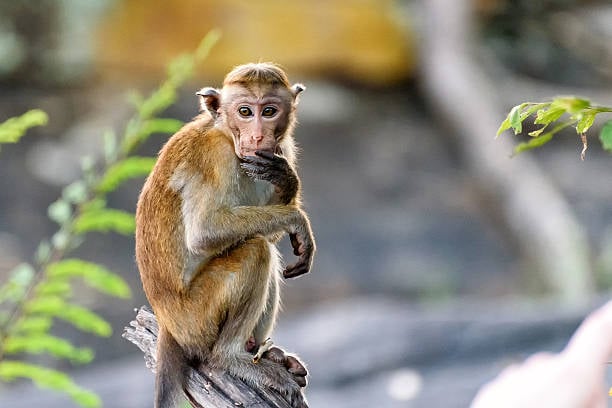 Số tài lộc tuổi Canh Thân 19/9/2025 mở ra cơ hội nào?