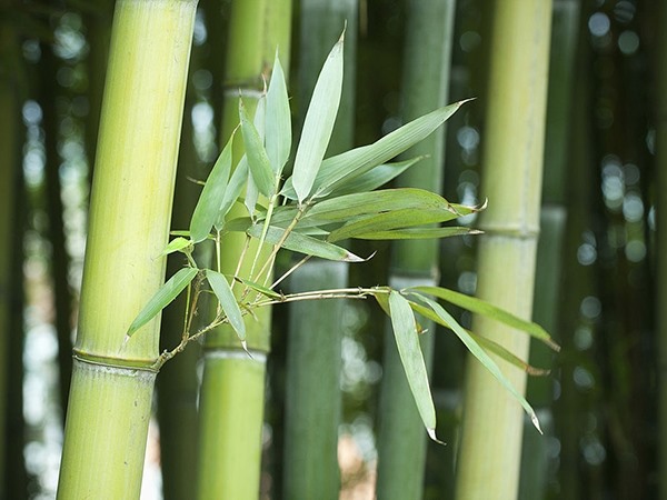 Nằm mơ thấy cây tre, thấy cây tre nở hoa báo mộng gì? Nằm mơ thấy cây tre, thấy cây tre nở hoa báo mộng gì?