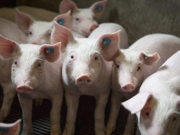 Nằm mơ thấy đàn lợn trắng, đàn lợn con báo may hay rủi? Nằm mơ thấy đàn lợn trắng, đàn lợn con báo may hay rủi?