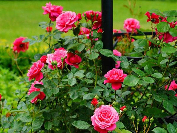 Nằm mơ thấy trồng cây cảnh, cây hoa hồng điềm gì?