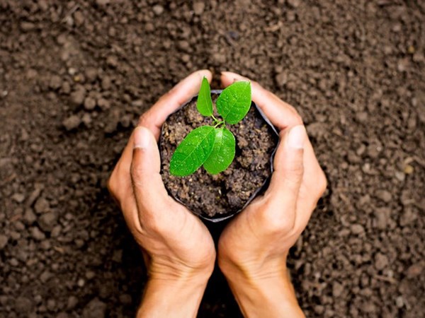 Nằm mơ thấy trồng cây cảnh, cây hoa hồng điềm gì?