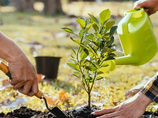 Nằm mơ thấy trồng cây, thấy trồng cây cảnh có điềm gì? Nằm mơ thấy trồng cây, thấy trồng cây cảnh có điềm gì?